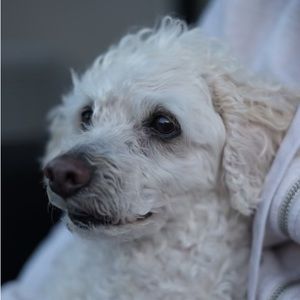 Meet your Posher, Loanne